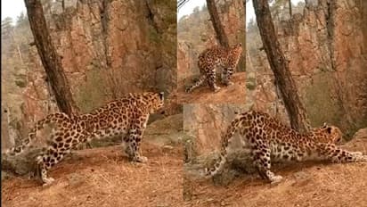 ಚಿರತೆನೂ ಸೂರ್ಯ ನಮಸ್ಕಾರ ಮಾಡುತ್ತೆ ನೋಡಿ... ವೈರಲ್ ವೀಡಿಯೋ