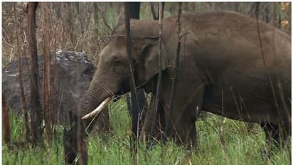അരിക്കൊമ്പനെത്തുമോ? പറമ്പിക്കുളത്ത് പ്രതിഷേധം ശക്തം, ജനകീയ സമരം