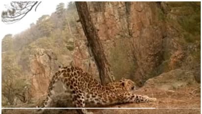 സൂര്യ നമസ്കാരം ചെയ്യുന്ന പുള്ളിപ്പുലി; ആരോഗ്യം സംരക്ഷിക്കുന്നവര് വീഡിയോ കാണണമെന്ന് നെറ്റിസണ്സ്