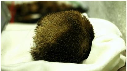 രഹസ്യ വിവരം ലഭിച്ച് ഉദ്യോഗസ്ഥരെത്തെി; 20 ലക്ഷത്തോളം വില വരുന്ന കസ്തൂരിയുമായി 4 പേർ പിടിയിൽ