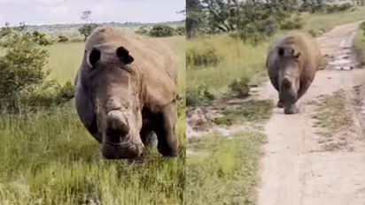ഒരു കിലോമീറ്ററോളം വാഹനത്തിനു പിന്നാലെ പാഞ്ഞ് കാണ്ടാമൃഗം, ഭയന്നുവിറച്ച് സഞ്ചാരികൾ; വീഡിയോ വൈറല്