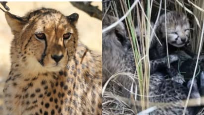 സാഷ പോയ ദുഃഖത്തിനിടയിലും ആശ്വാസ വാർത്ത; സിയായ പ്രസവിച്ചു, നാല് കുഞ്ഞുങ്ങൾ!