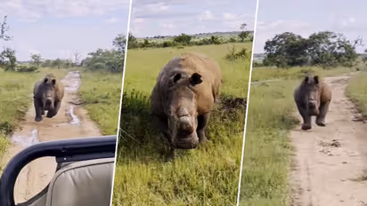 Tourists narrowly escape angry rhino charging at safari jeep in South Africa; watch video