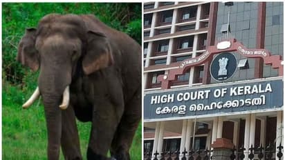Kerala HC orders translocation of 'Arikomban' to Parambikulam wildlife sanctuary 