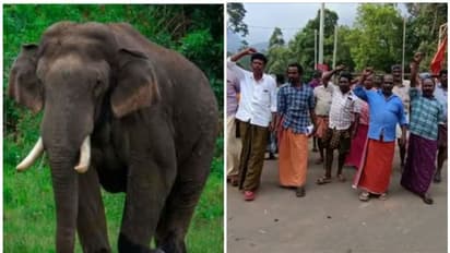 അരിക്കൊമ്പനെ പിടികൂടണമെന്നാവശ്യം; ഇടുക്കിയിലെ 13 പഞ്ചായത്തുകളില്‍ നാളെ ജനകീയ ഹര്‍ത്താല്‍