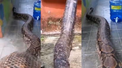 'ലോകത്തിലെ ഏറ്റവും വലിയ പാമ്പ് അനാക്കോണ്ടയല്ല, ഇവനാണ് ആ ഭീകരൻ'; വീഡിയോ...