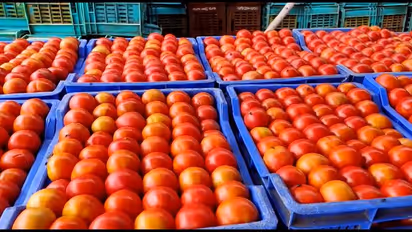 ಟೊಮೆಟೋ ದರ 125: ಈವರೆಗಿನ ಗರಿಷ್ಠ ದಾಖಲೆ, ಗ್ರಾಹಕರ ಜೇಬಿಗೆ ಕತ್ತರಿ..!