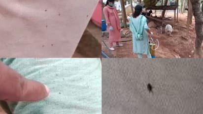 പേനിന്റെ വലിപ്പം, രൂപസാദൃശ്യം, വീട്ടിലും പറമ്പിലും ശരീരത്തിലുമെല്ലാം ചെള്ള്, പൊറുതിമുട്ടി ഊര്ക്കടവ് പ്രദേശം