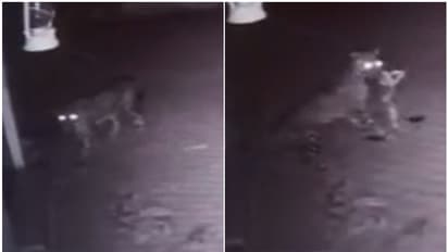 എങ്ങനെ സമാധാനത്തോടെ ഉറങ്ങും; പുലര്ച്ചെയെത്തിയ പുലി വീട്ടില് വളർത്തുന്ന നായയെ കടിച്ചു കൊണ്ടുപോയി