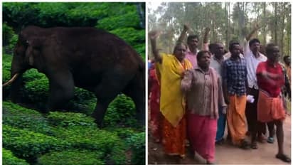 Kerala: Shutters down in Idukki demanding capture of 'Arikomban'