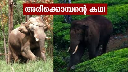 നാടാകെ എതിരിടുന്ന കാട്ടുകൊമ്പന്, റേഷന് കടകളിലെ പതിവുകാരന്, ആരാണീ അരിക്കൊമ്പന്?