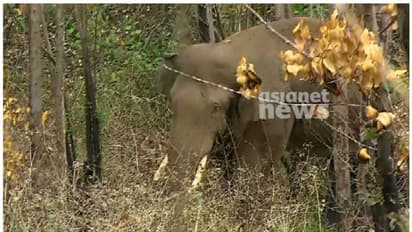മയക്കുവെടി വെച്ച് കൂട്ടിലടക്കണ്ട; അരിക്കൊമ്പനെ ചിന്നക്കനാലിൽ നിന്ന് മാറ്റാൻ തീരുമാനം