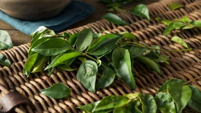 കറിവേപ്പില ഉണങ്ങിയാല്‍ വെറുതെ കളയേണ്ട; ഇങ്ങനെ ചെയ്തുനോക്കൂ...