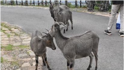 സന്തോഷത്തോടെ രാജമല വിളിക്കുന്നു! പിറന്നത് 115 വരയാടിൻ കുഞ്ഞുങ്ങൾ, സഞ്ചാരികൾക്ക് നാളെ മുതൽ പ്രവേശനം