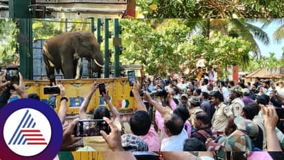 ಸತತ 8 ದಿನಗಳ ಕಾಲ ಹಗಲು ರಾತ್ರಿ ಕಾರ್ಯಾಚರಣೆ: ವಿದೇಶಿ ಅರಿವಳಿಕೆ ಮದ್ದಿಗೆ ಕೊನೆಗೂ ಶರಣಾದ ಕಾಡಾನೆ!