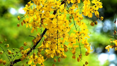 മേടം ഒന്നിന് എത്തുന്ന വിഷു ;  വിഷുഫലത്തെ കുറിച്ച് കൂടുതലറിയാം   