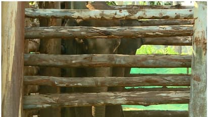 മൃഗസ്നേഹികളുടെ ആവശ്യം, പിഎം 2 കാട്ടാനയെ തിരികെ കാട്ടില്‍ വിടാന്‍ വനംവകുപ്പ് ആലോചന; എതിര്‍ത്ത് ബത്തേരി എംഎല്‍എ