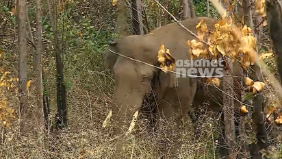 അരിക്കൊമ്പൻ വിഷയത്തിലെ ഹർജിക്കാരൻ വിവേകിനെതിരെ ഇടുക്കി എസ്‌പിക്ക് പരാതി