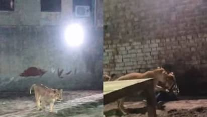 Viral video: അടച്ചിട്ടിരിക്കുന്ന സിംഹങ്ങളുടെ കൂട്ടിൽ യുവാവ്, പിന്നീട് സംഭവിച്ചത്