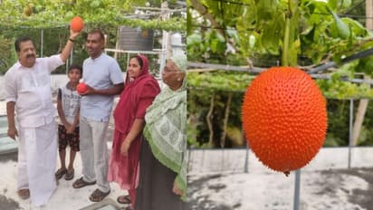 'വേണമെങ്കില് ചക്ക വേരിലും കായ്ക്കും'; മുഹമ്മദ് റാഫിയുടെ ഗാഗ് ഫ്രൂട്ട് കൃഷിയിടം സന്ദര്ശിച്ച് ചെന്നിത്തല