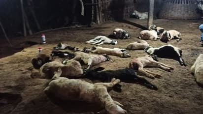 ಶಿಡ್ಲಘಟ್ಟ: ಮೇವು ಮೇಯುವಾಗ ದಿಢೀರ್ ಹೊಟ್ಟೆ ಒಡೆದು 6 ಕುರಿಗಳ ಸಾವು