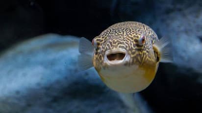 బాబోయ్.. ఇష్టంగా తిన్న చేపలకూరే ప్రాణాలు తీసింది.. భార్య మృతి, భర్త పరిస్థితి విషమం..