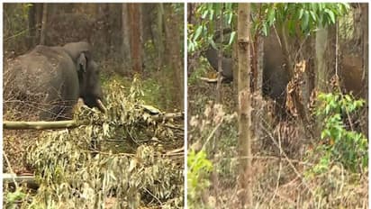 റേഡിയോ കോളർ എത്താൻ സമയമെടുക്കും; അരിക്കൊമ്പൻ ദൗത്യം ഈസ്റ്ററിന് ശേഷം മതിയെന്ന് ധാരണ 