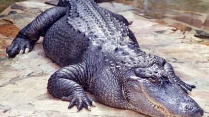 കാണാതായ രണ്ട് വയസുകാരന്‍റെ മൃതദേഹം ചീങ്കണ്ണിയുടെ വായില്‍ നിന്ന് പിടിച്ചെടുത്തു...