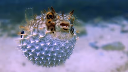 மீன் உணவு பிரியர்களுக்கு எச்சரிக்கை! இந்த மீனைச் சாப்பிடும் முன் கொஞ்சம் யோசிங்க!