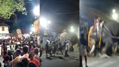 മദ്യലഹരിയിൽ ആനയുടെ വാലിൽ പിടിച്ചു'; ശ്രീകാര്യത്ത് ഉത്സവ ഘോഷയാത്രക്കിടെ ആന വിരണ്ടോടി, 5 പേർക്ക് പരിക്ക്