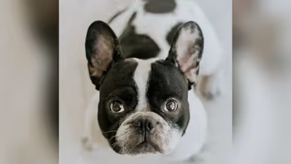 കാണാതായ വളര്‍ത്തുനായയെ കണ്ടുപിടിച്ച് കൊടുത്താല്‍ 1.64ലക്ഷം സമ്മാനം!