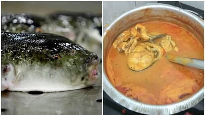 Puffer Fish: ಮೀನುಸಾರು ತಿಂದು ಪತ್ನಿ ಸಾವು, ಗಂಡ ಕೋಮಾದಲ್ಲಿ!