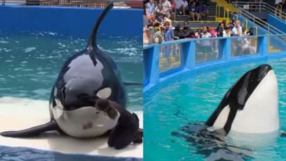 നീണ്ട 52 വർഷം കൃത്രിമ ജലാശയത്തില് ജീവിതം ; ഒടുവിൽ കൊലയാളിത്തിമിംഗലം ലോലിത കടലിലേക്ക്