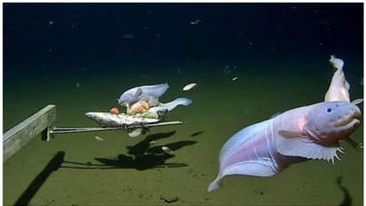 'കടലിന്‍റെ ആഴങ്ങളില്‍'; ഏവറസ്റ്റ് മുങ്ങുന്ന ഗര്‍ത്തത്തില്‍ മത്സ്യത്തെ കണ്ടെത്തിയെന്ന് ശാസ്ത്രജ്ഞര്‍ 