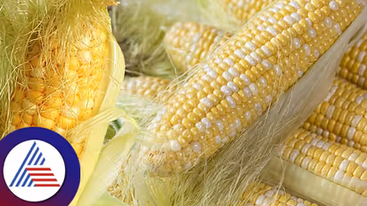 Healthy Food : ಸ್ವೀಟ್ ಕಾರ್ನ್ ನಾರನ್ನ ಎಸೀಬೇಡಿ, ಅದ್ರಲ್ಲೂ ಇದೆ ಔಷಧಿ ಗುಣ