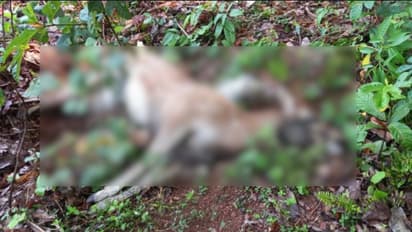 ആലപ്പുഴയിൽ പുള്ളിമാനിനെ ചത്ത നിലയിൽ കണ്ടെത്തി, പോസ്റ്റ്മോർട്ടത്തിൽ കണ്ടെത്തിയ മരണകാരണം വയറിലെ പ്ലാസ്റ്റിക്ക്