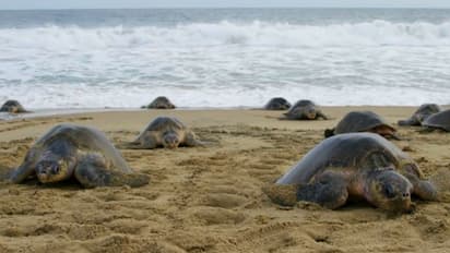 വര്ഷം തോറും വിരിഞ്ഞിറങ്ങുന്നത് പതിനായിരക്കണക്കിന് കടലാമകള്, സീര്കാഴിയില് ഇത്തവണ വിരിഞ്ഞത് 'ഒലിവ് റിഡ്ലി'