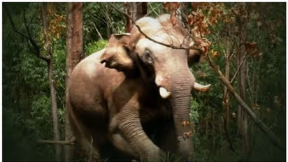 അരിക്കൊമ്പൻ എവിടെ? റേഡിയോ കോളർ സിഗ്നൽ കിട്ടുന്നില്ല; സാങ്കേതിക പ്രശ്നമെന്ന് വനം വകുപ്പ്