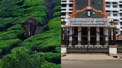 അരിക്കൊമ്പനെ പറമ്പിക്കുളത്തേക്ക് മാറ്റാൻ വിദഗ്ധസമിതി ശുപാർശ,ഹൈക്കോടതിയുടെ ഇടക്കാല ഉത്തരവ് ഇന്നുണ്ടായേക്കും
