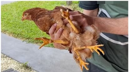 കൂട്ടത്തിലുള്ളവര് കൊത്തിയകറ്റി, എങ്കിലും നാല് കാലുള്ള കോഴിക്ക് പുതിയ വീട് ശരിയായി !