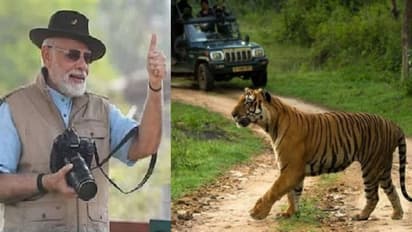 ಬಂಡೀಪುರ ಟೈಗರ್ ಸಫಾರಿ ಬಂದ್: ಹೋಮ್ಸ್ಟೇ, ರೆಸಾರ್ಟ್ಗಳಿಗೂ ಹೋಗುವಂತಿಲ್ಲ