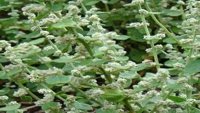 kidney stone:சிறுநீரக கல்லை கரைக்க காச கரியா செலவு பண்ணாம இதை ட்ரை செய்து பாருங்க!3 நாட்களில் சூப்பர் ரிசல்ட்!