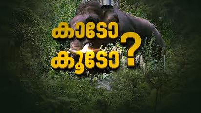 അരിക്കൊമ്പനെ കൊണ്ടുവരരുതെന്ന് നെന്മാറ എംഎൽഎ; നാളെ പറമ്പിക്കുളത്ത് പ്രതിഷേധം