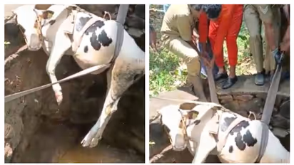 കിണറ്റില് വീണ പശുവിനെ രക്ഷപ്പെടുത്തി ഫയര്ഫോഴ്സ്