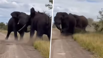 WATCH: Video of two elephants ferociously fighting with each other shocks netizens