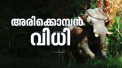 അരിക്കൊമ്പനെ പറമ്പിക്കുളത്തേക്ക് മാറ്റണമെന്ന് ഹൈക്കോടതി ഉത്തരവ്: ആനയെ പിടിക്കുമ്പോൾ ആഘോഷം വിലക്കി