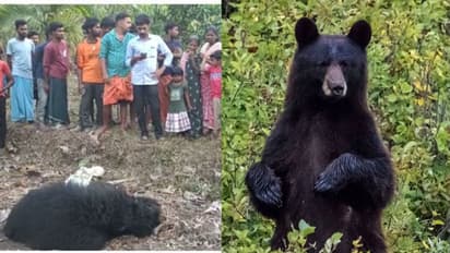 വയനാട്ടില് ജനവാസമേഖലയോട് ചേര്ന്ന തോട്ടത്തില് കരടി ചത്ത നിലയില്