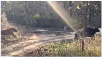 കാട്ടുപോത്തും കടുവയും നേര്‍ക്കുനേര്‍; അതിജീവിതത്തിന് പല മാര്‍ഗ്ഗങ്ങള്‍ ! 