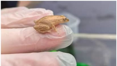 ഇത്തിരികുഞ്ഞന്‍, ഇംഗ്ലണ്ടിലെത്തിയത് 3,000 കി.മി പിന്നിട്ട്; കണ്ടെത്തിയതാകട്ടെ നേന്ത്രപ്പഴത്തിലും 