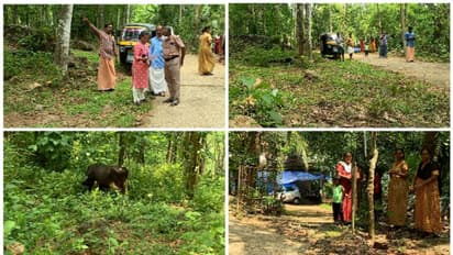 പെരുനാട്ടിൽ കണ്ടത് കടുവ തന്നെയെന്ന് സ്ഥിരീകരണം; വനംവകുപ്പിന്റെ ക്യാമറയിൽ ദൃശ്യങ്ങൾ പതിഞ്ഞു